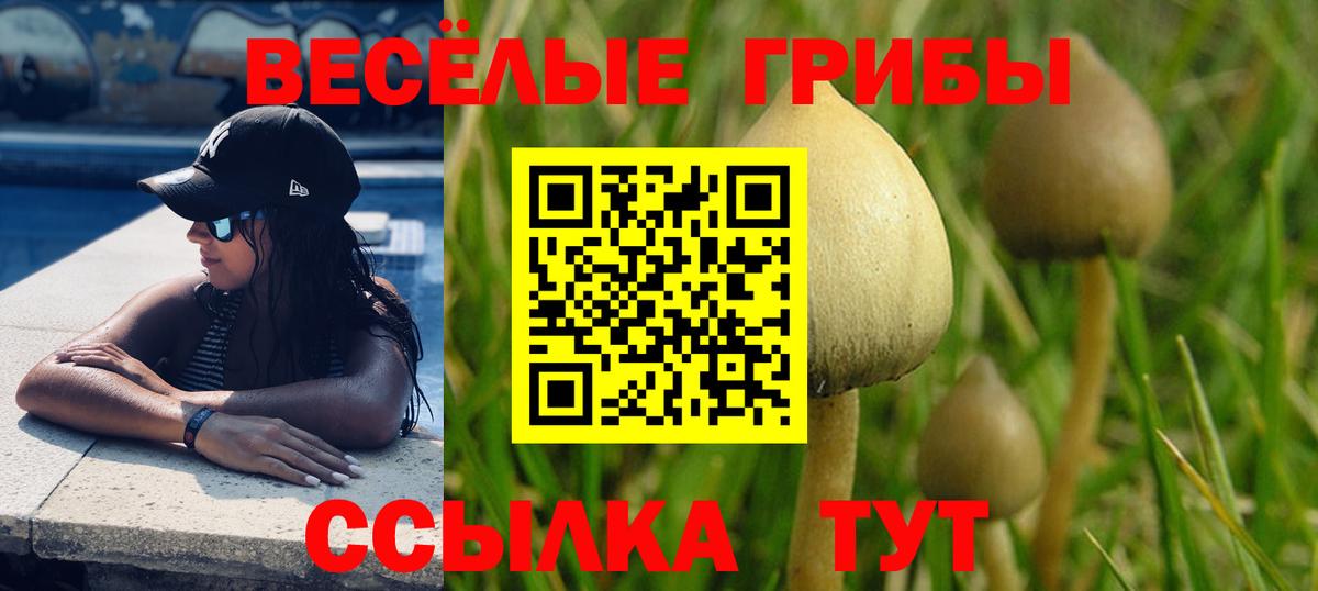 Псилоцибиновые грибы Cubensis Железногорск